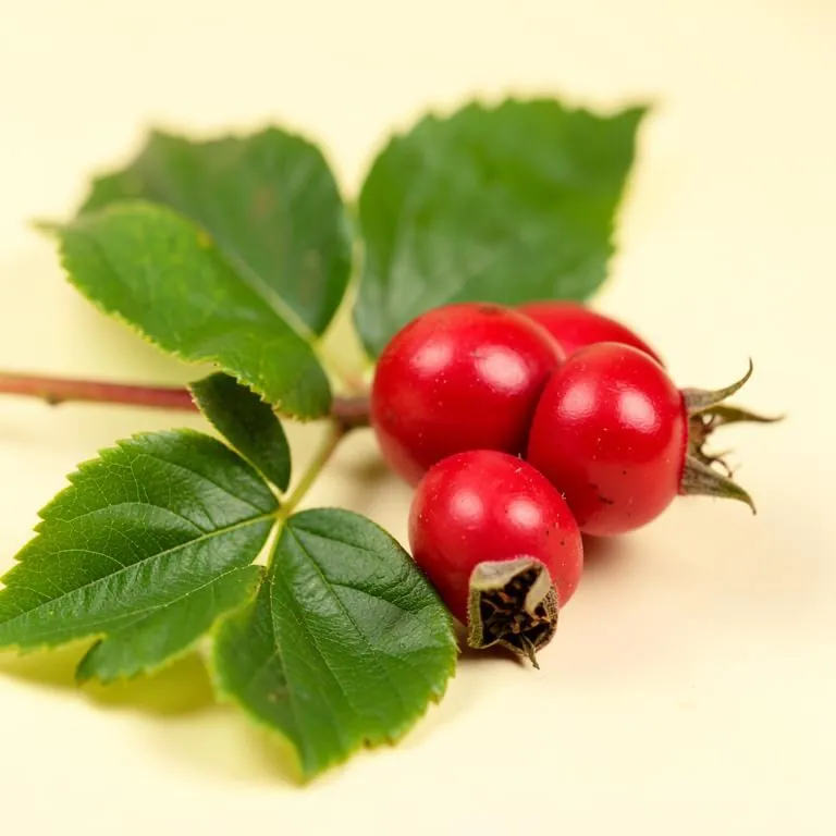 Rosehip oil visual